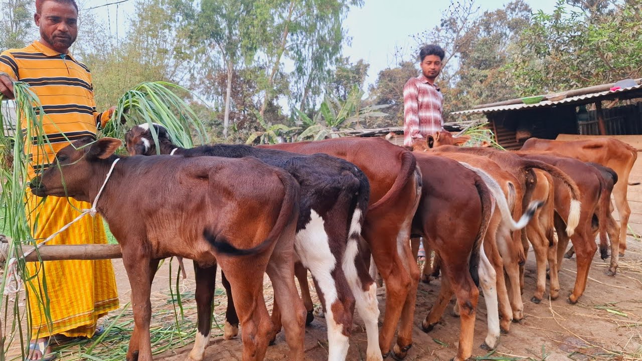 আজ ৭ই মার্চ ২৬ | সবচেয়ে ছোট ছোট বাছুরের প্যাকেজ | দিনাজপুর 