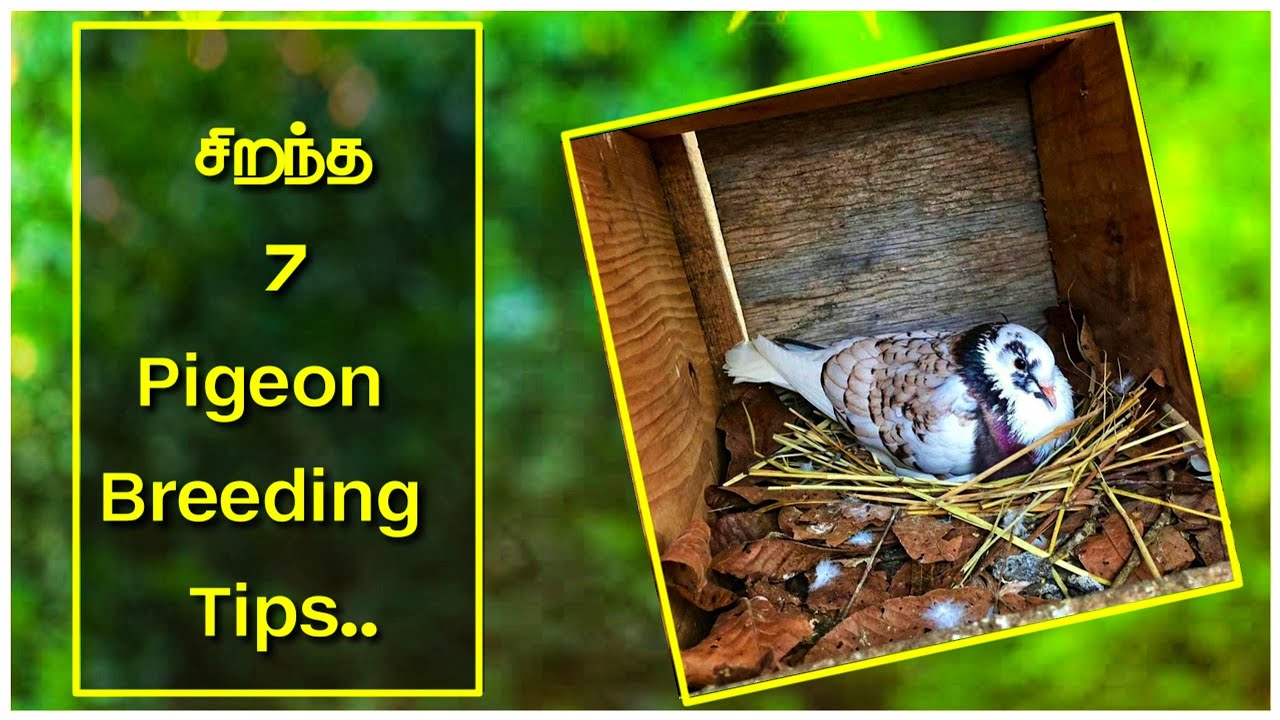 சிறந்த 7 Pigeon Breeding Tips in Tamil || pigeon Breeding ||