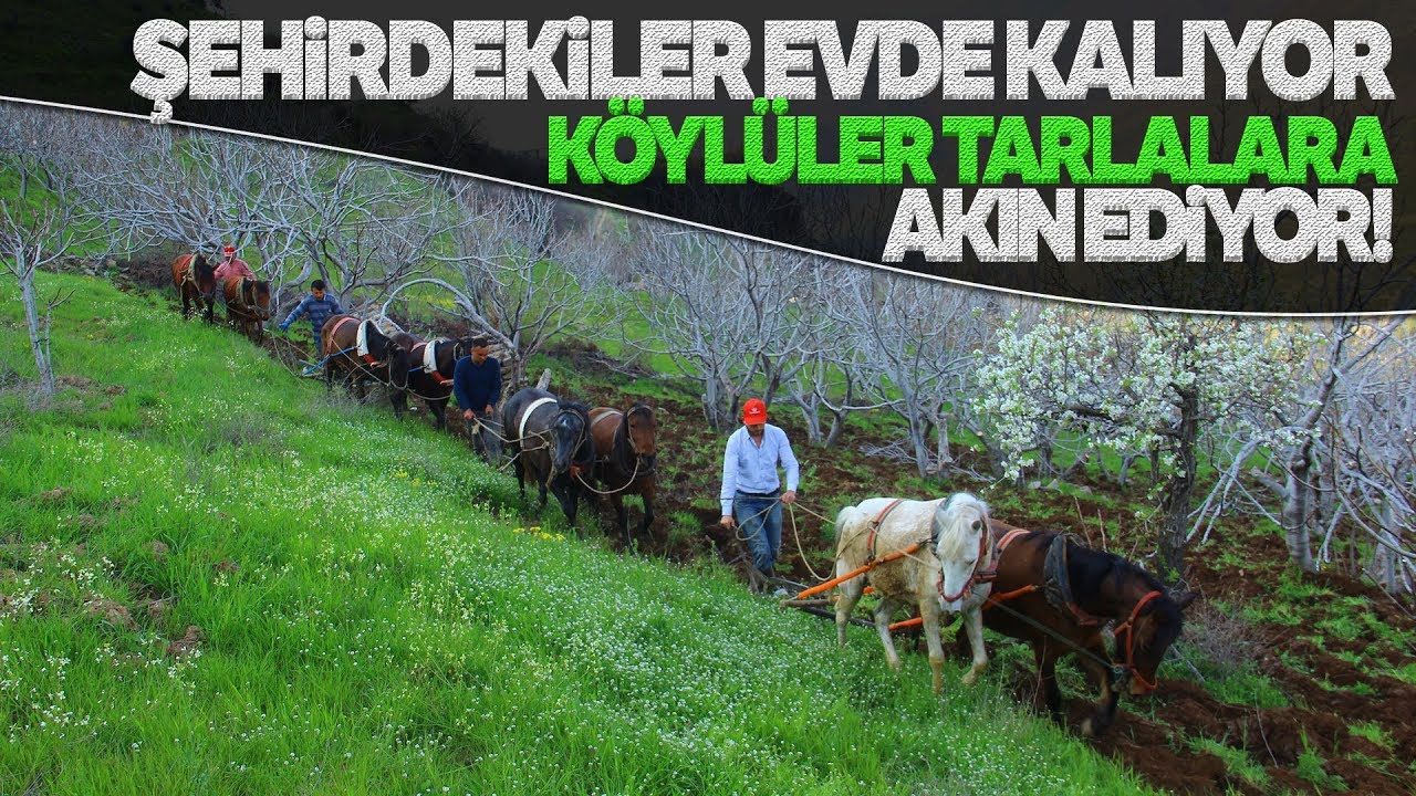 Üretim Seferberliği, Köylüler Atlarla Tarlalara Akın Etti
