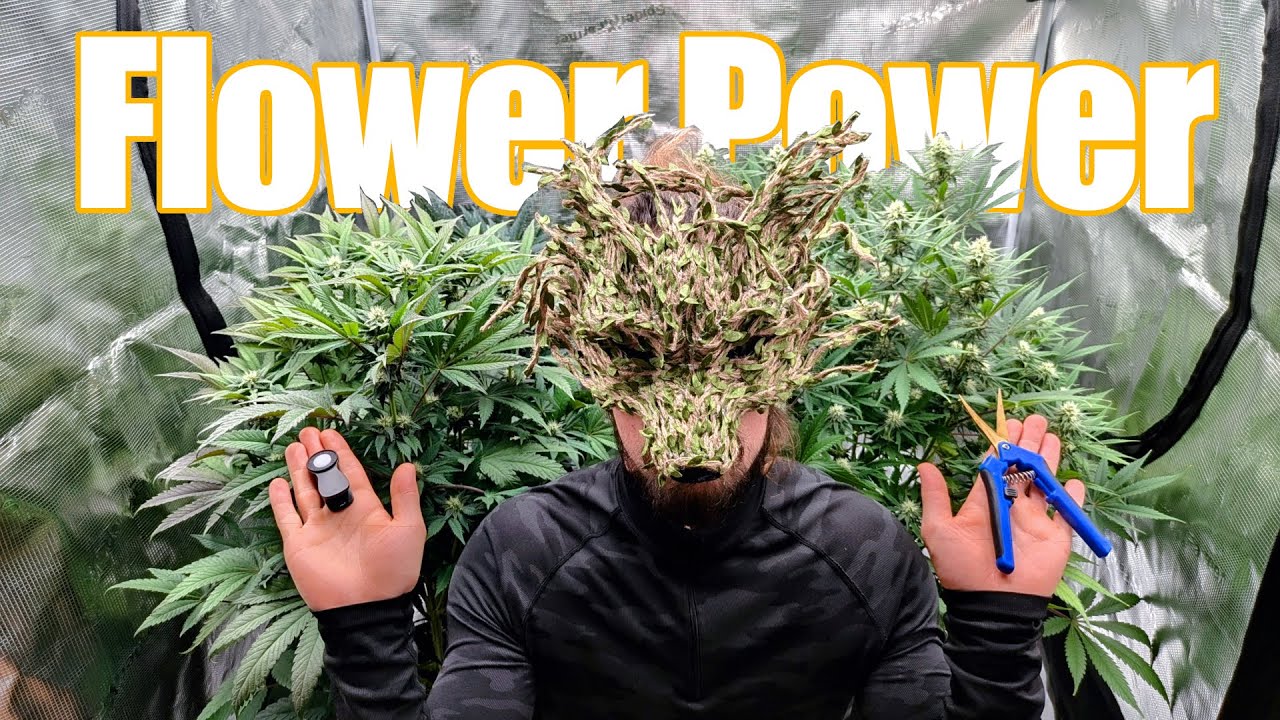 Die ersten Wochen in der Bl&uuml;te - Macht der Blumen