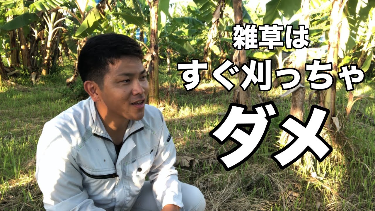 【必見】雑草に困ってる人，これを見て！草刈りのタイミング，活用方法，多年生雑草の生理．