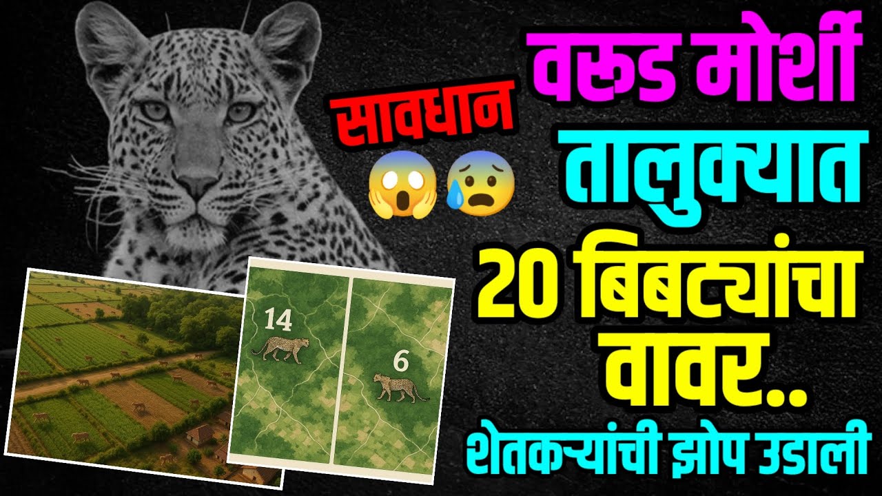 WARUD MORSHI BREAKING | वरूड मोर्शी तालुक्यात 20 बिबट्यांचा वावर | शेतकऱ्यांमध्ये दहशद - सावधान!