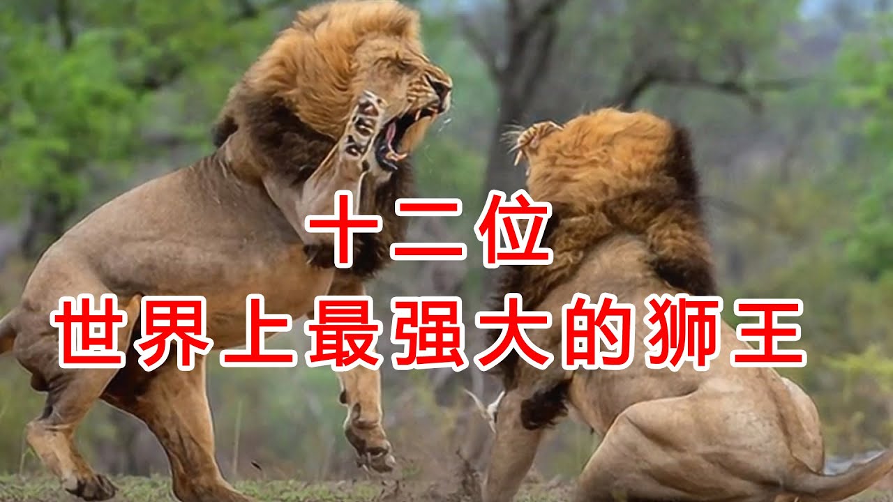 世界上最强大的十二个獅王，殘暴殺害50頭獅子，單挑二十多只鬣狗