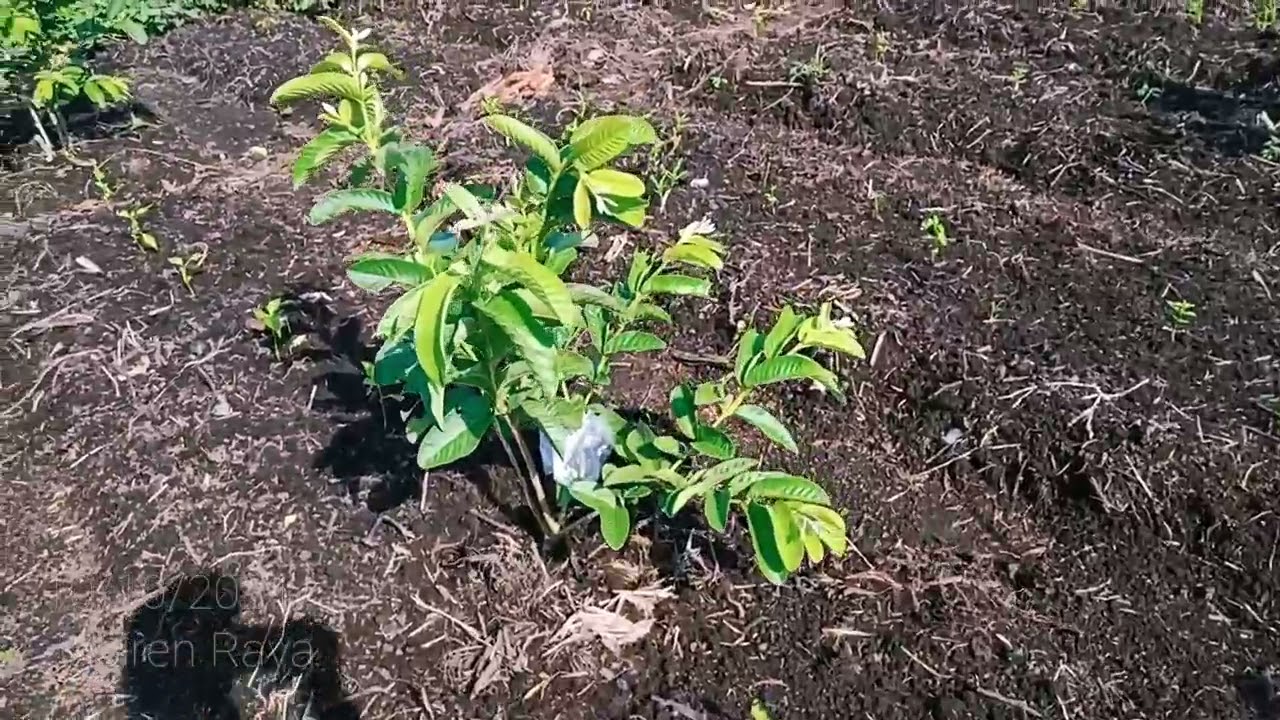 Jenis Jambu Getas Merah Umur 5 Bulan buah banyak