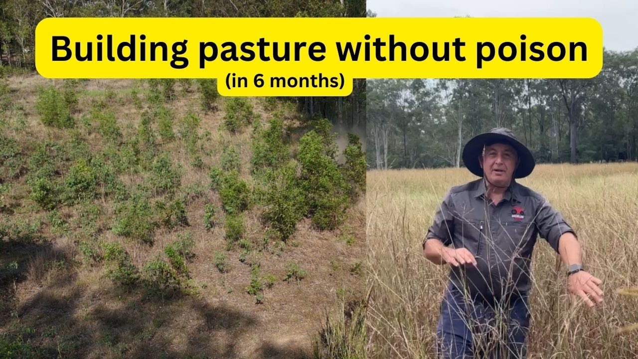Building the pasture without poison - 6 months' worth of success