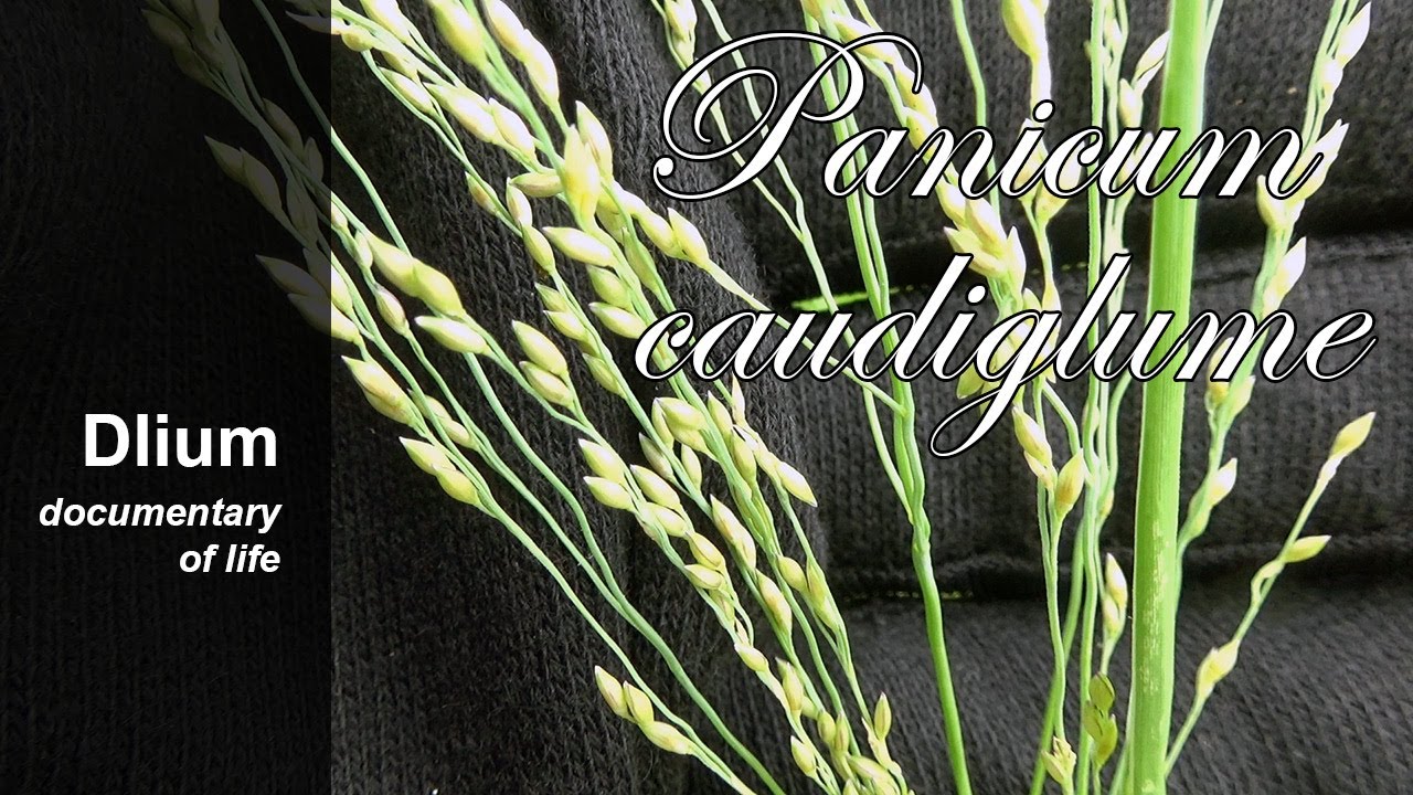 Glumo panic grass (Panicum caudiglume)