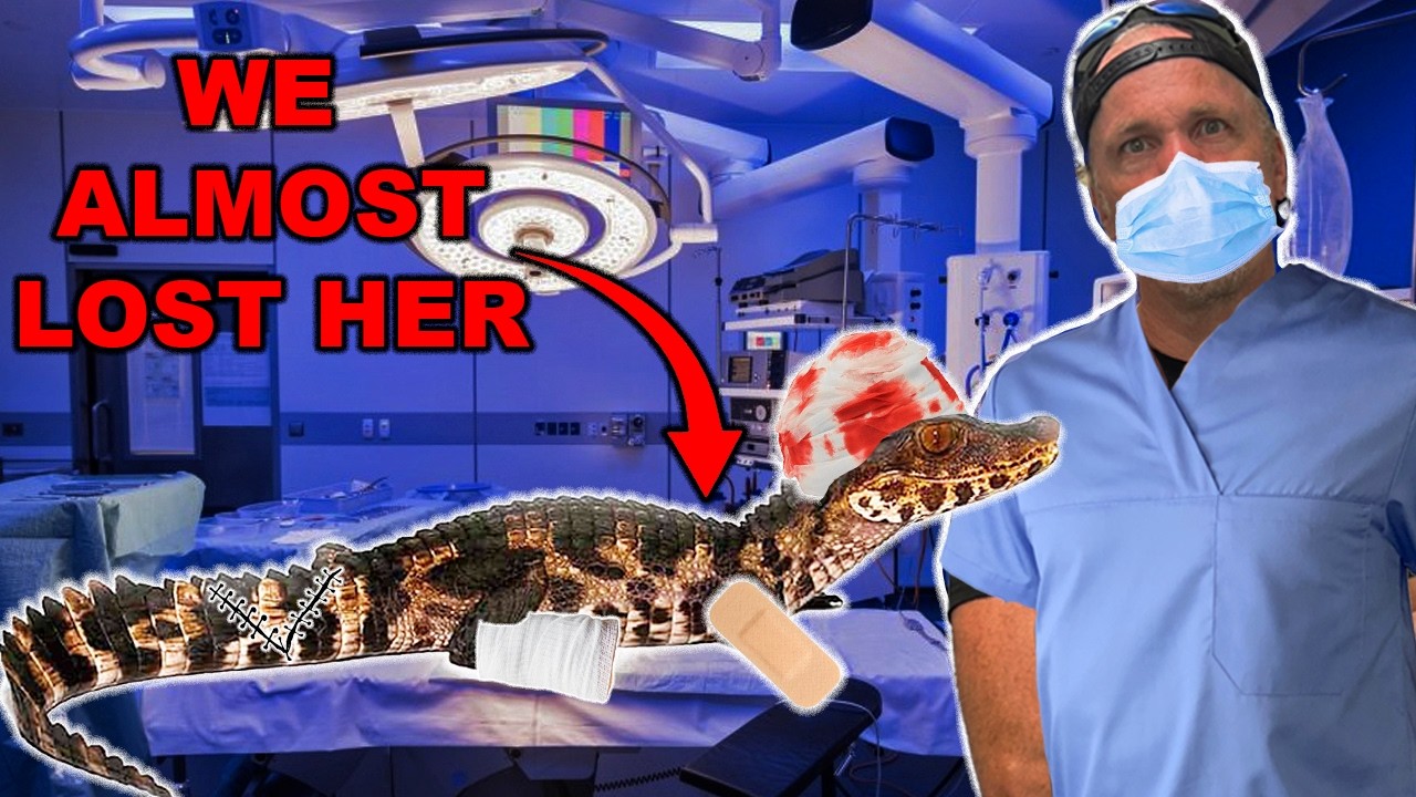 MY DWARF CAIMAN ALMOST DIED (I Was Heartbroken)