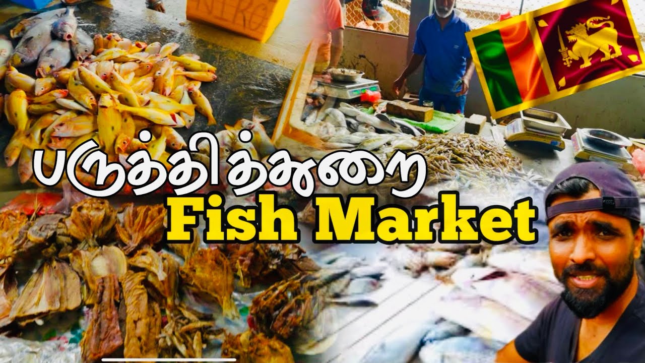 இவ்வளவு  மலிவான விலையில் மீன்களா ? 🇱🇰  | Fish market in  point Pedro | Srilanka | Jaffna