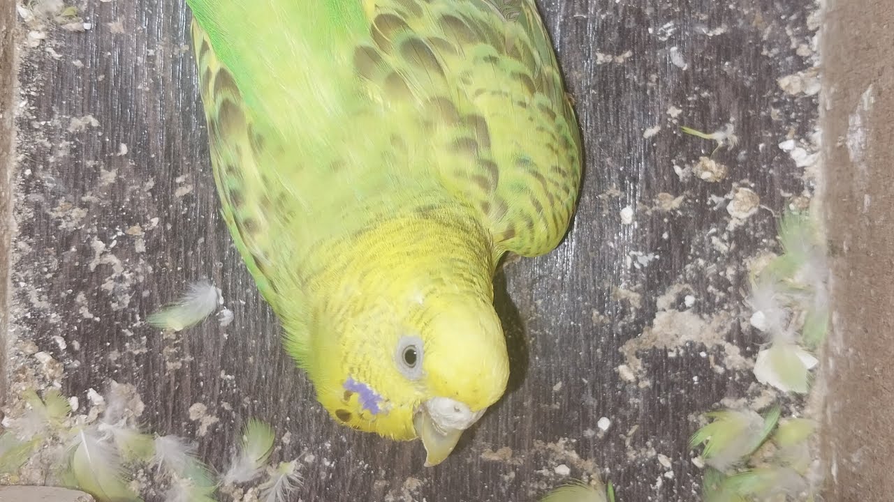 World of Budgie Son  Baby 👶 💙 ❤️