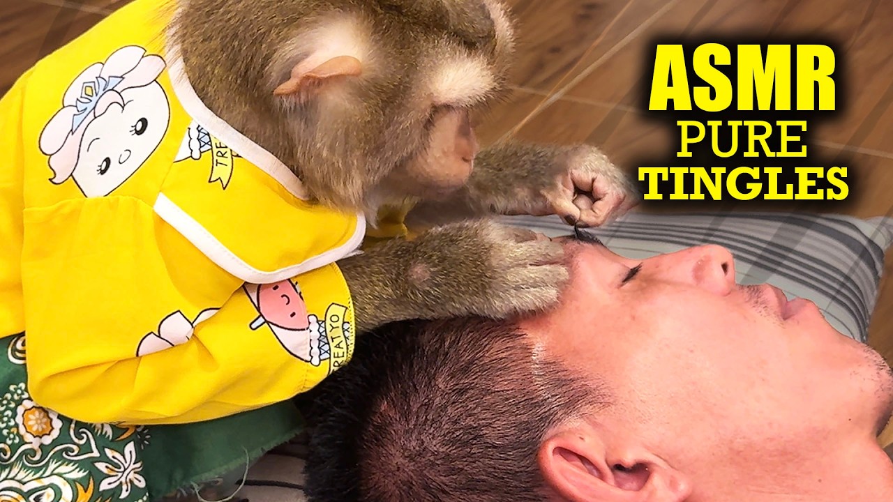ASMR Pure Tingles | Close-Up Monkey Grooming You Into Deep, Heayy Sleep (No Talking)
