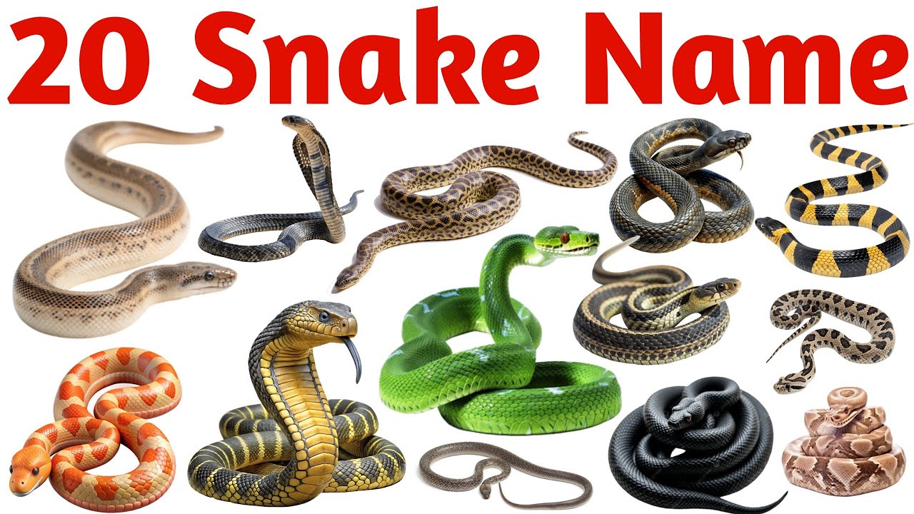 20 Snake Names in English for Kids Vocabulary Learning Preschool Kindergarten