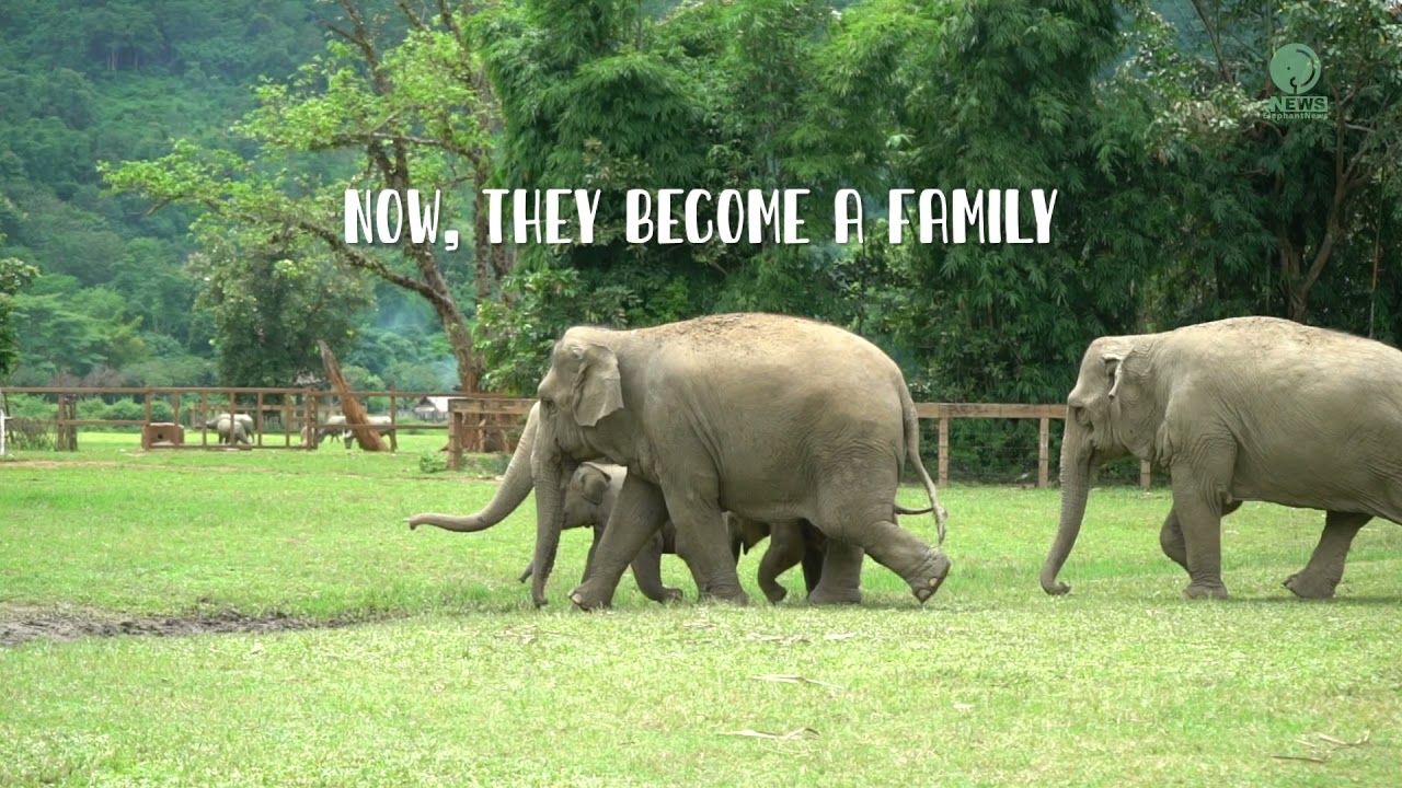 Elephant Wan Mai And Pyi Mai Family Merge To Be Herd - ElephantNews