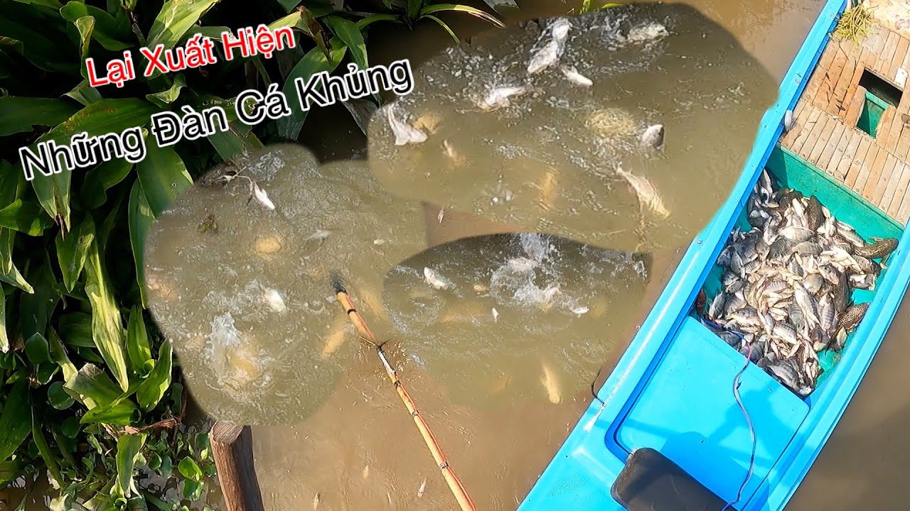 Lại Xuất Hiện Những Đàn Cá Khủng Bị Dồn Vào Đường Cùng | Kích Cá Miền Tây | Catch Fish