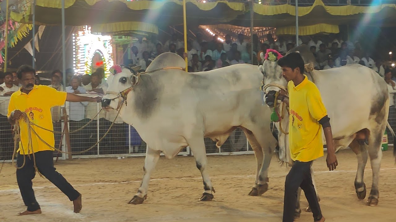 2026-చిలకలూరిపేట.సీనియర్స్.11వ జత.