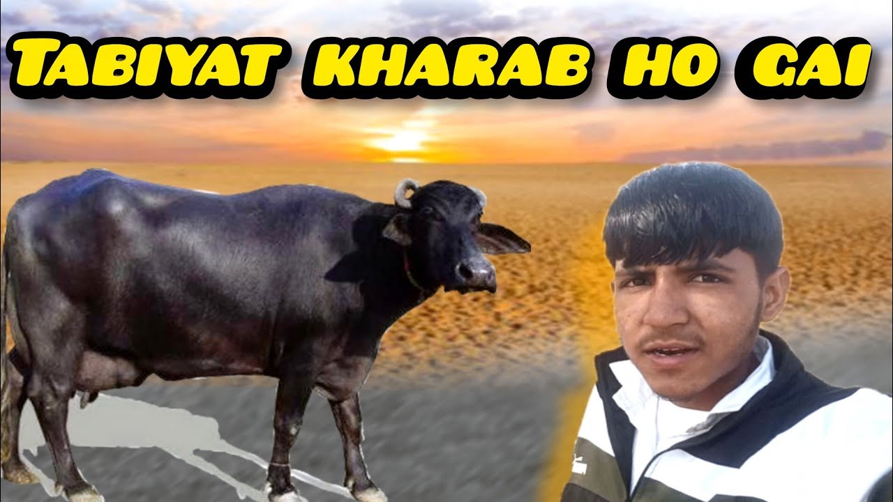 Bhansh Ki Tabiyat Kharab Ho Gyi ,,duaa kro | भैंस की तबियत खराब हो गई, दुआ करो 😥