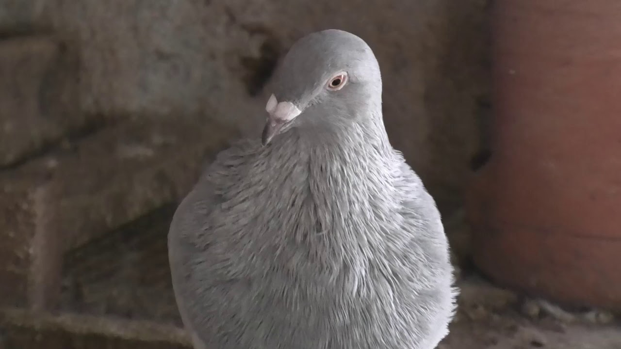 Nombres  de palomas según su color