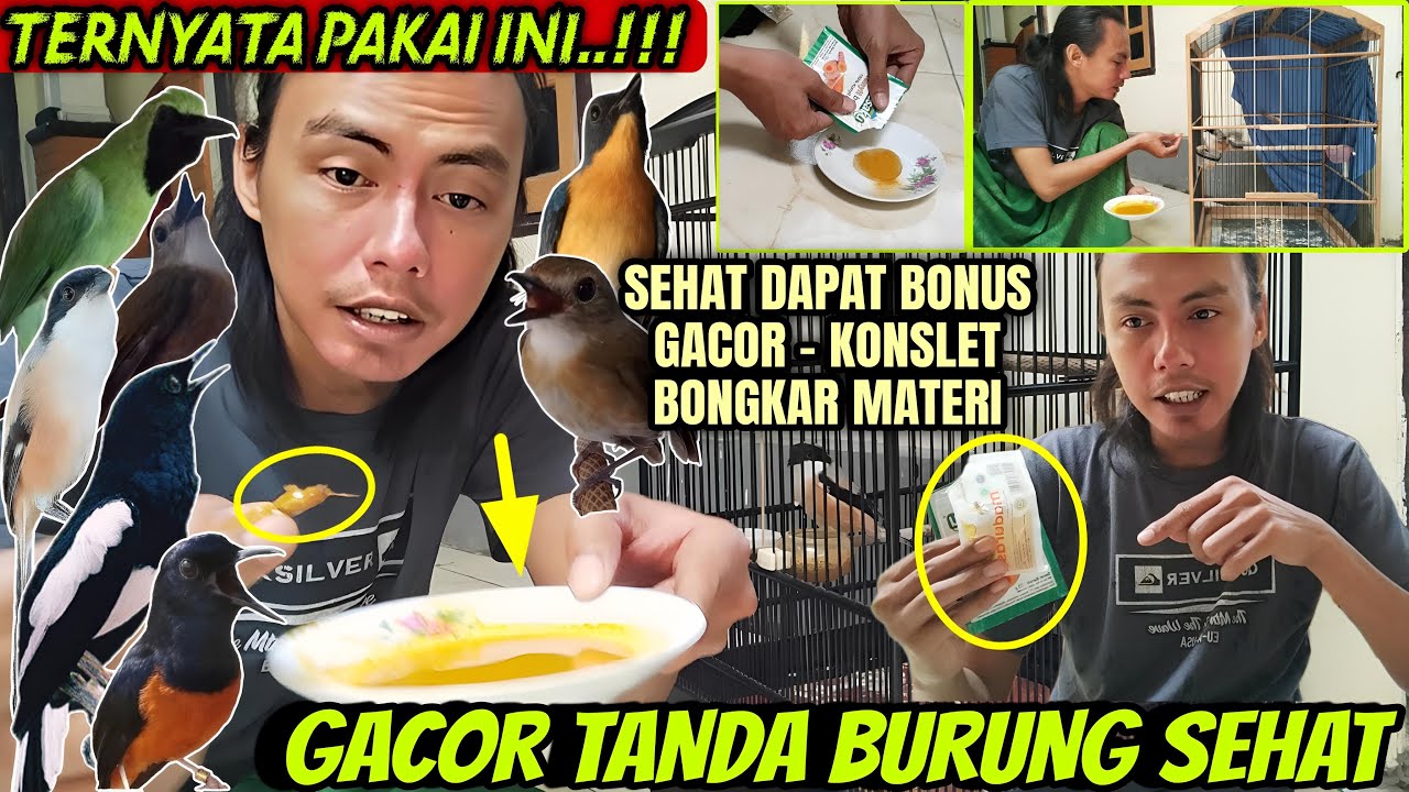 TERNYATA PAKAI INI ⁉️ CUMA 2 RIBU SEMUA JADI GACOR ‼️ MURAI BATU, CENDET, KACER, TLEDEKAN, DLL
