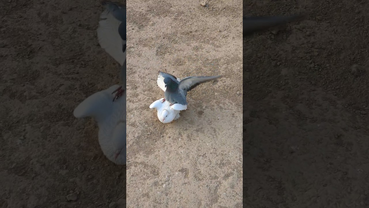 🫣🫣Wild Junglee Kabootar Aur Lucky Pigeon video 158 || #shorts #kabutar #pigeons