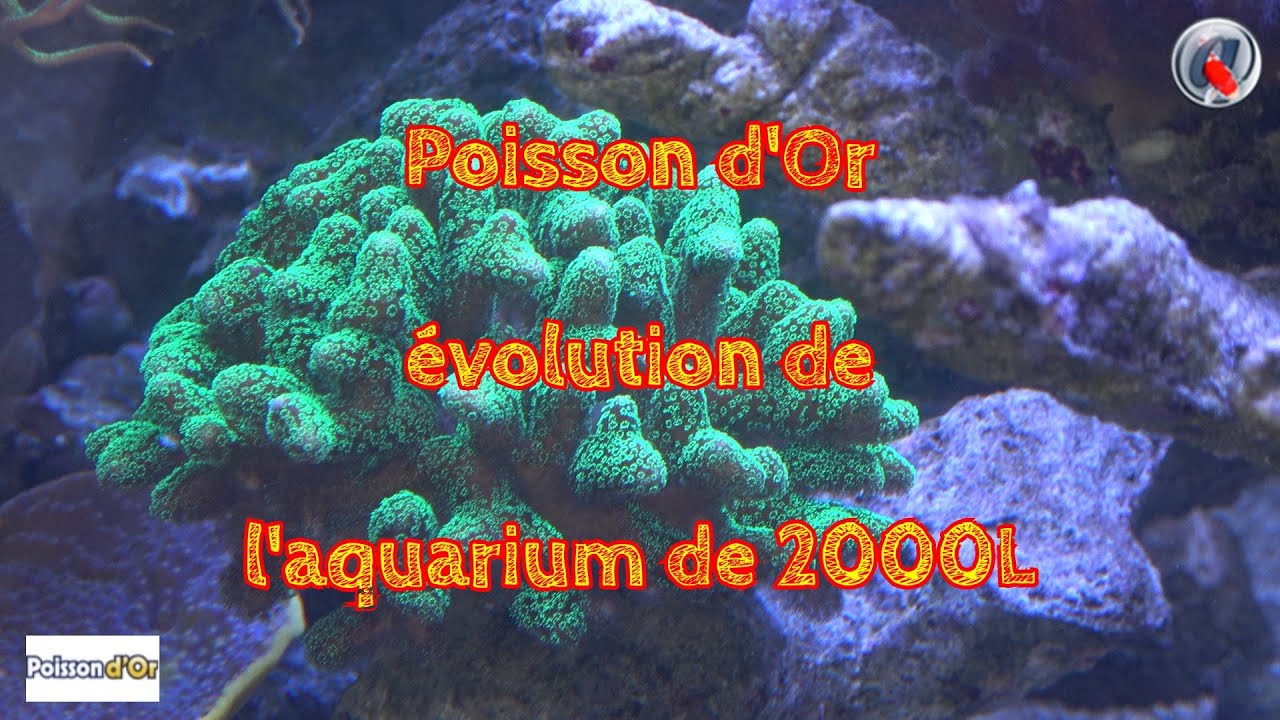Poisson d'Or évolution de l'aquarium de 2000L