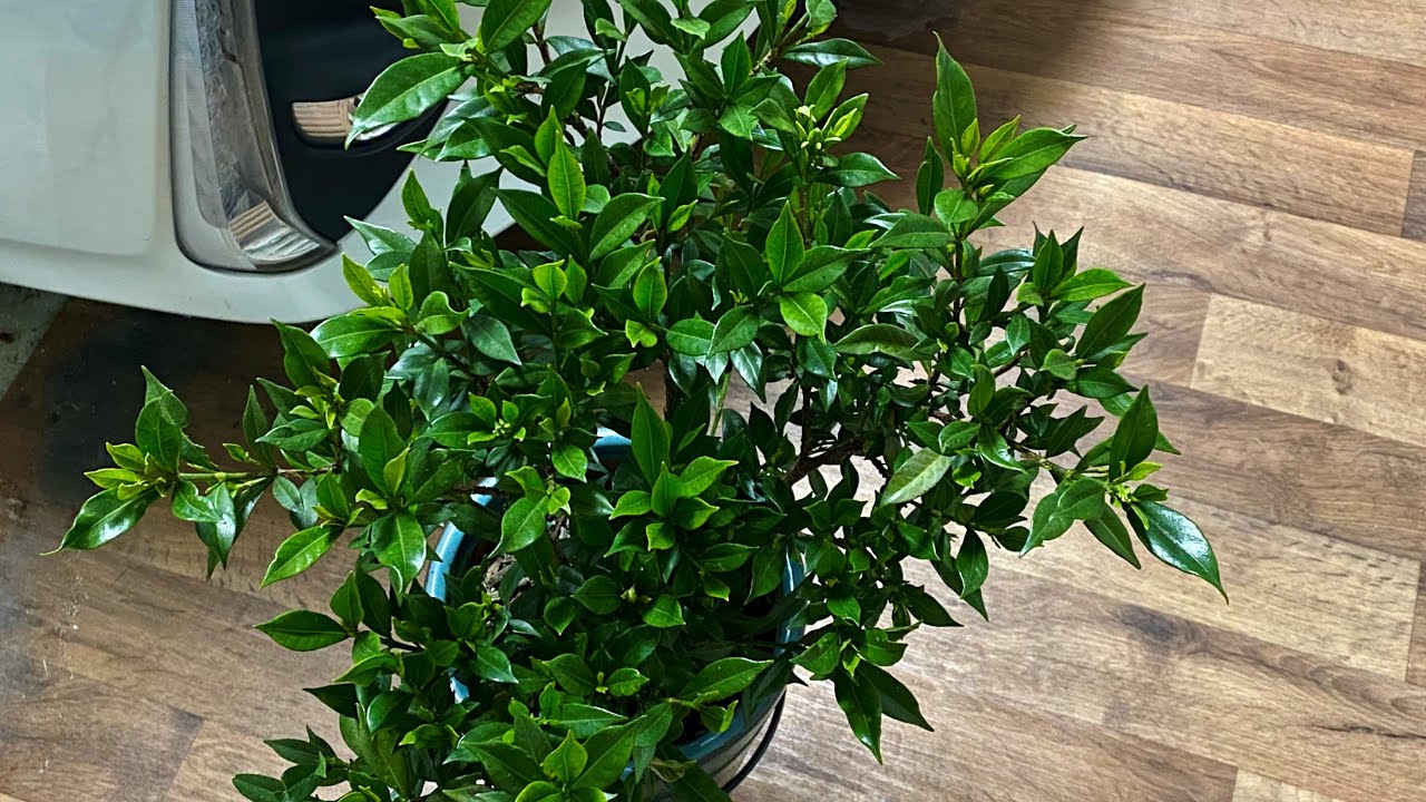 "Frost Proof" Gardenia, Overwinter Outdoors (4K) - January 2024