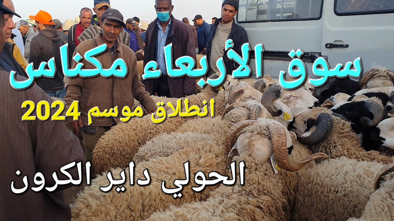 أثمنة الغنم والبقر سوق الأربعاء مكناس اليوم. افتتاح السوق لموسم 2024