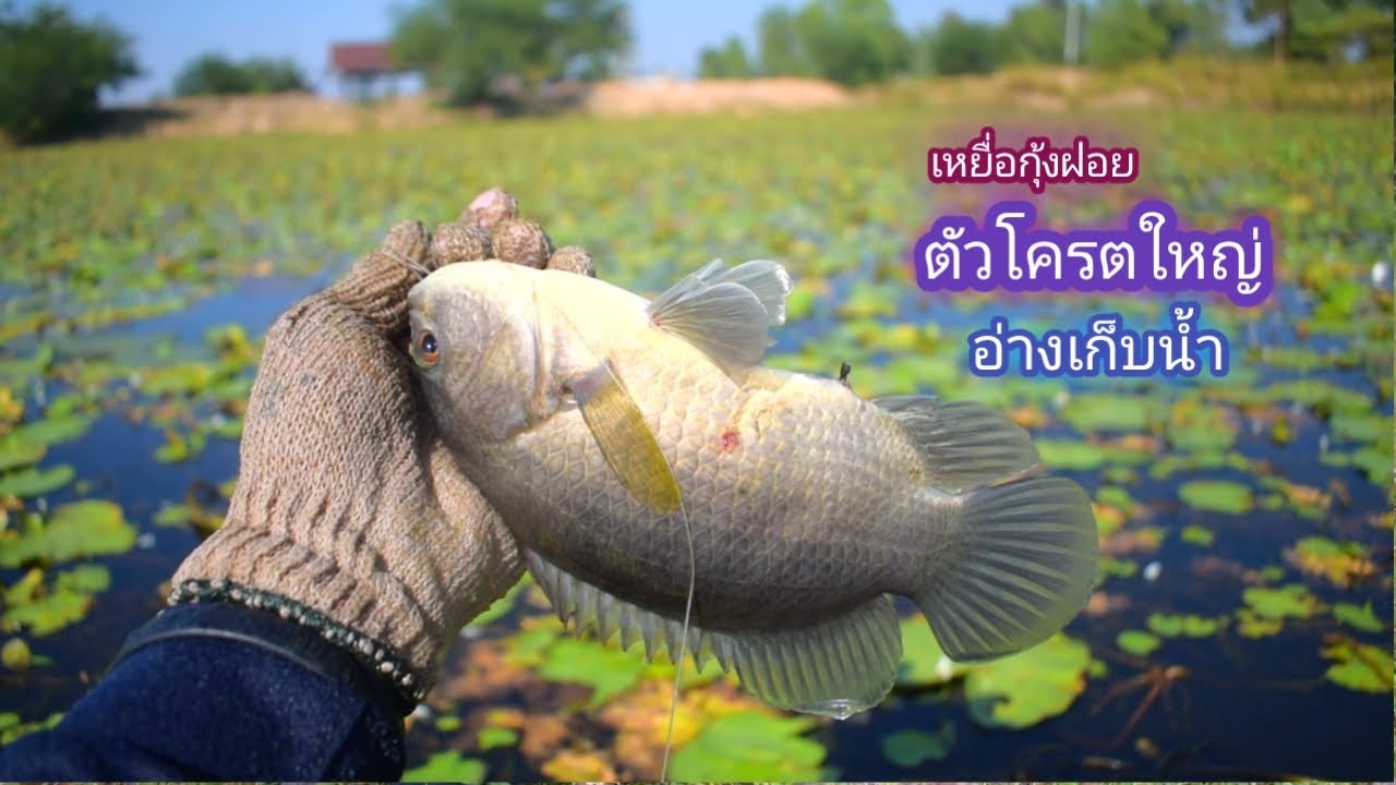 เหยื่อกุ้ง ตัวโครตใหญ่ !!! หายากมาก ปลาก่าตัวเท่าฝ่ามือ  เบ็ดโฟม อ่างเก็บน้ำ / บ้านนอก EP.237