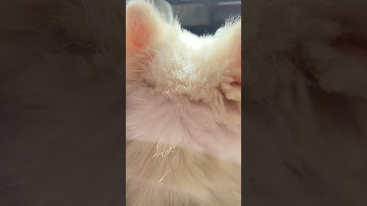 家人谁懂啊&hellip;&hellip;把狗养成猫了#萨摩耶 #萌宠出道计划 #可爱到爆炸