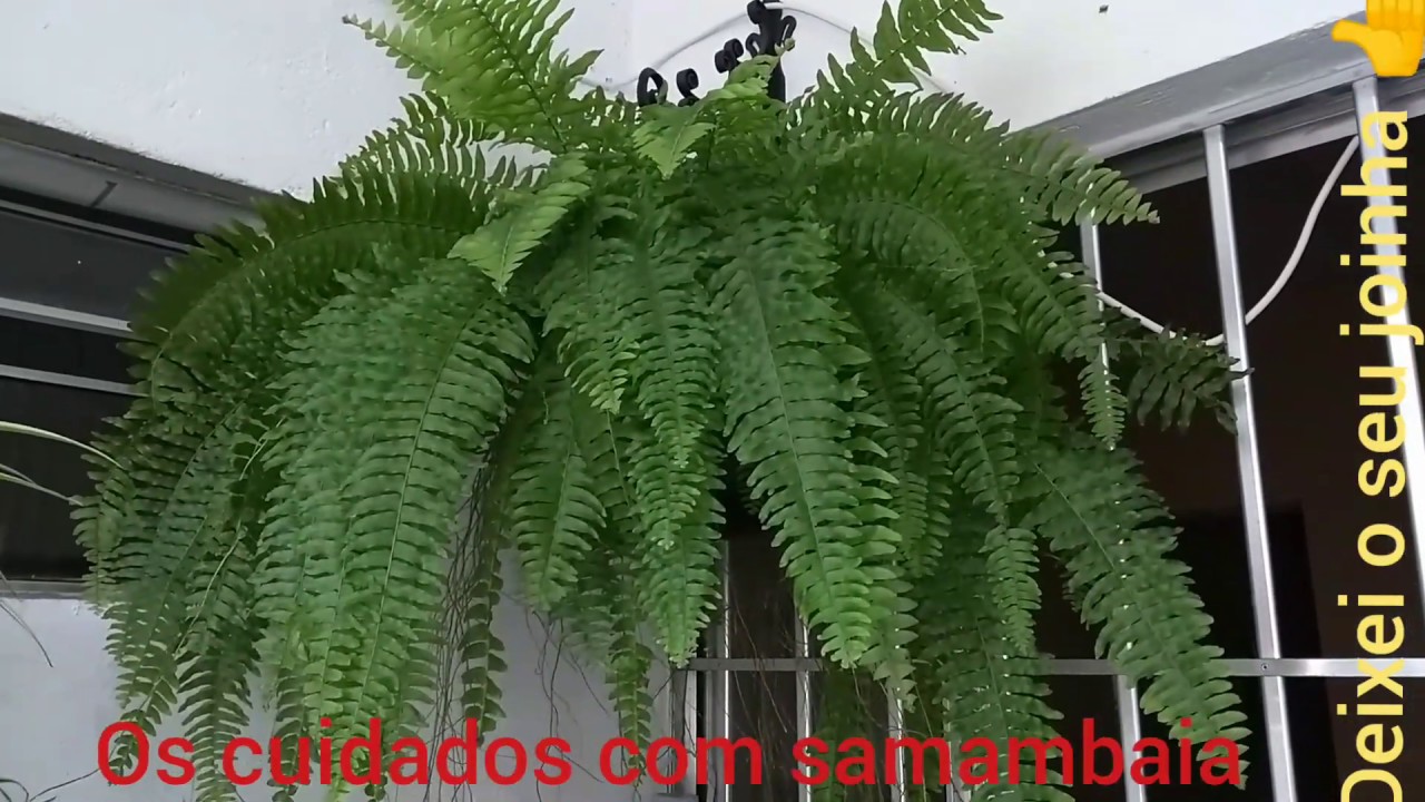 Como cuidar das samambaias para sempre fica Verde!