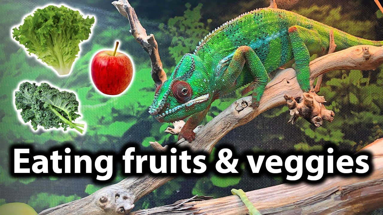 What fruits and vegetables to feed to a chameleon