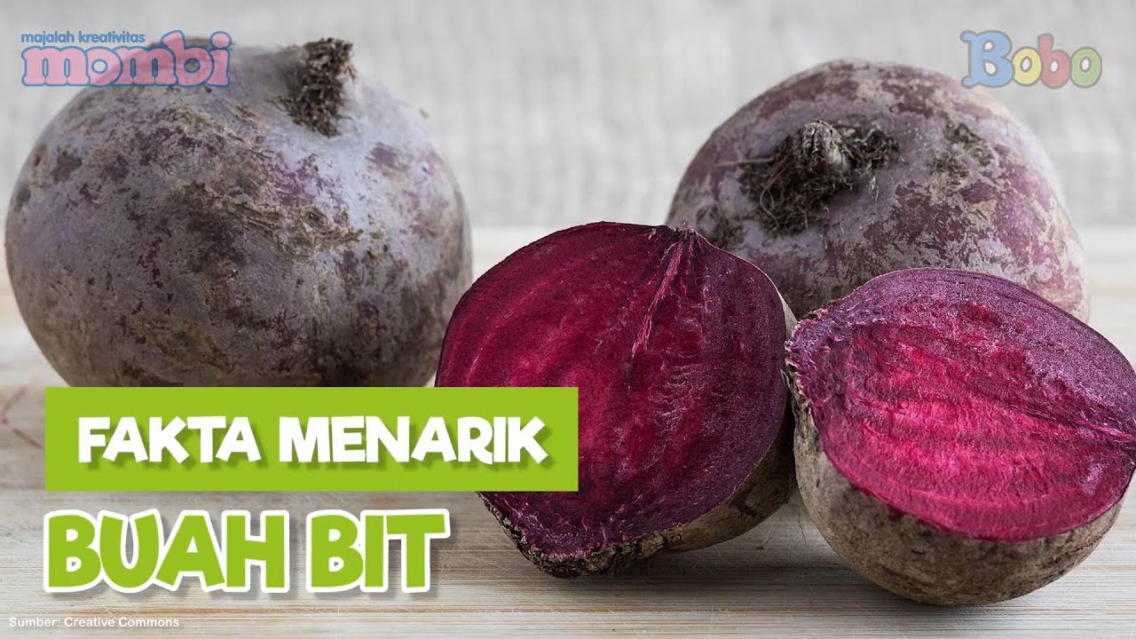 Mengenal Buah Bit