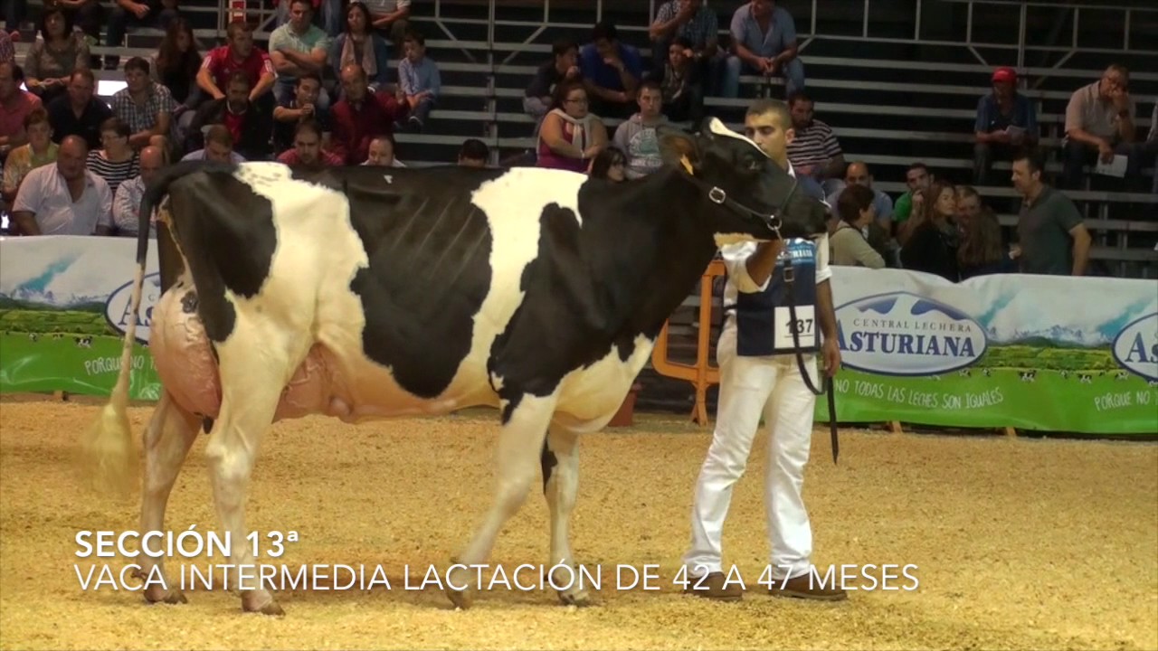 XXXVII Concurso Nacional de la Raza Frisona Española CONAFE 2016