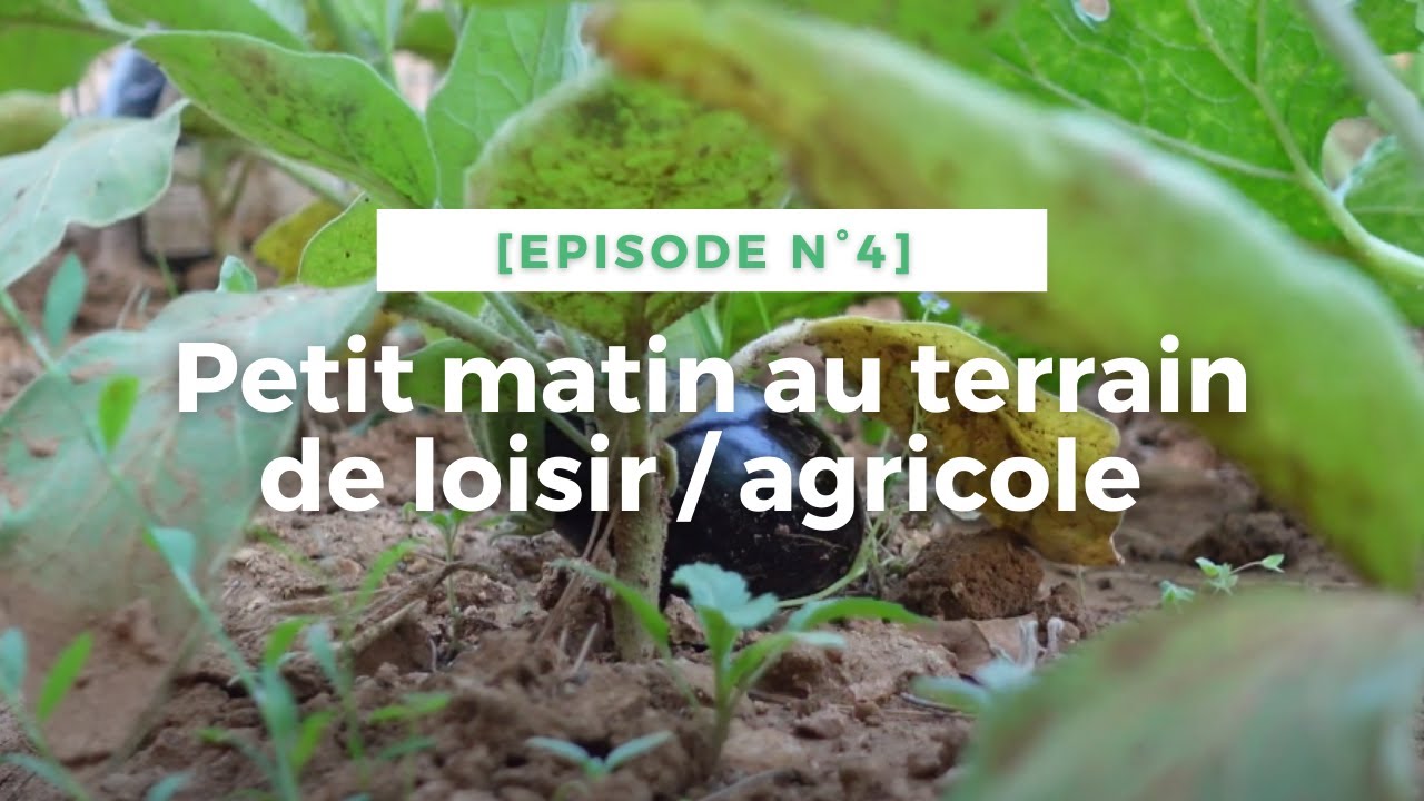 🌄 Petit matin au terrain de loisir / agricole [Episode n°4]