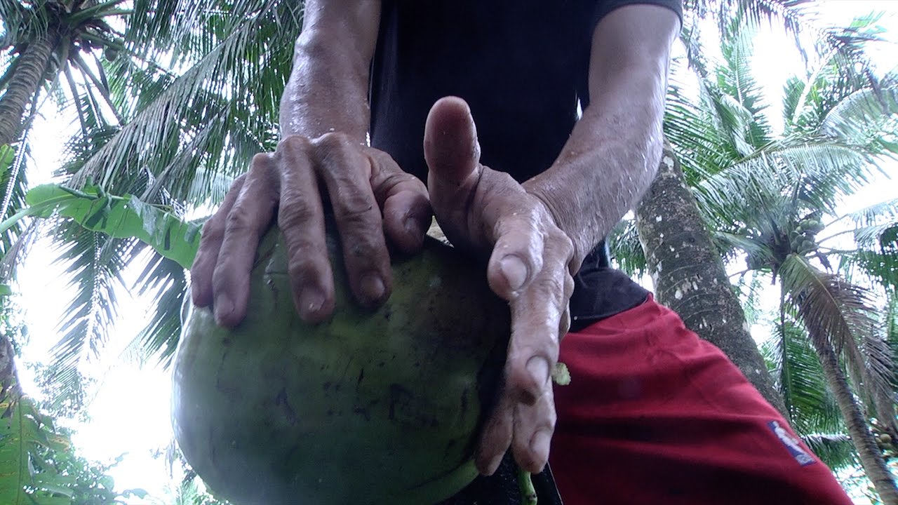 Coco levy fund scam: Gold for the corrupt, crumbs for farmers