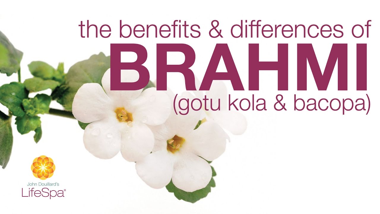 The Benefits & Differences Between Brahmi (Gotu Kola) and Bacopa | John Douillard's LifeSpa