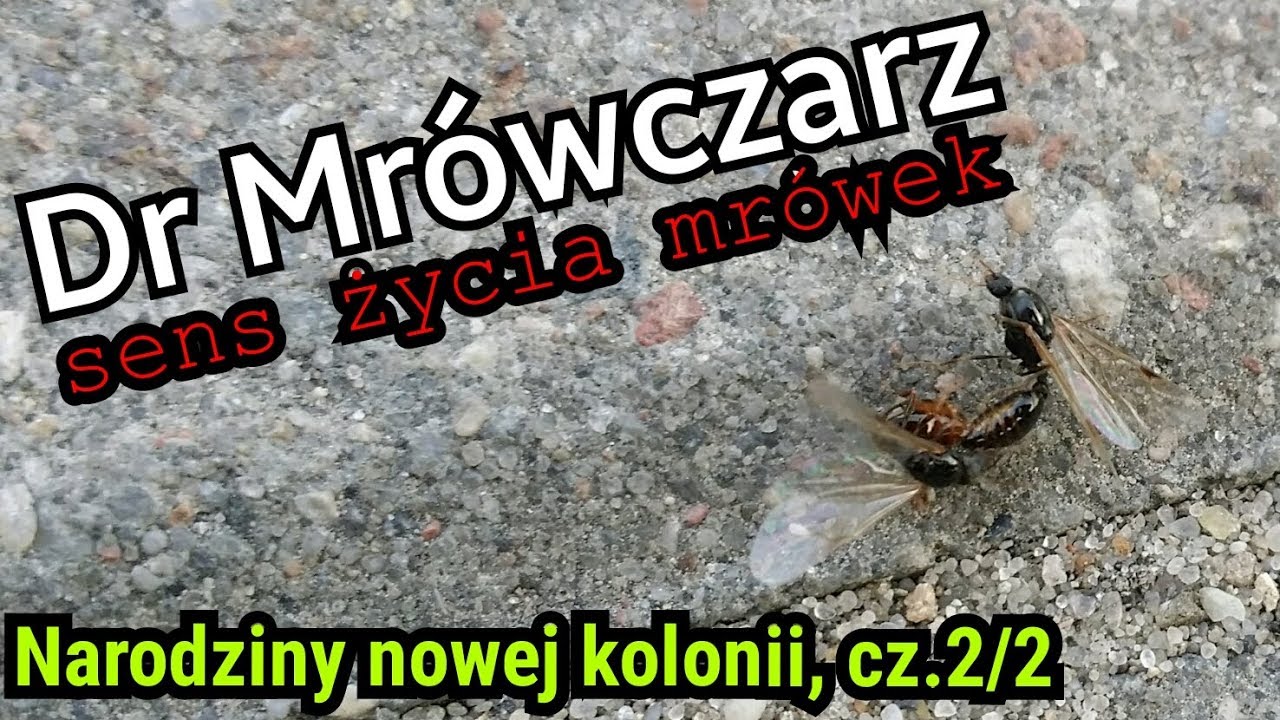 Rójka, czyli jak powstają nowe kolonie mrówek? cz.2/2 | Dr Mrówczarz #3