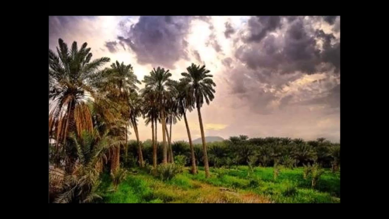 سورة المؤمنون كاملة بصوت القارئ الشيخ ابراهيم العسيري
