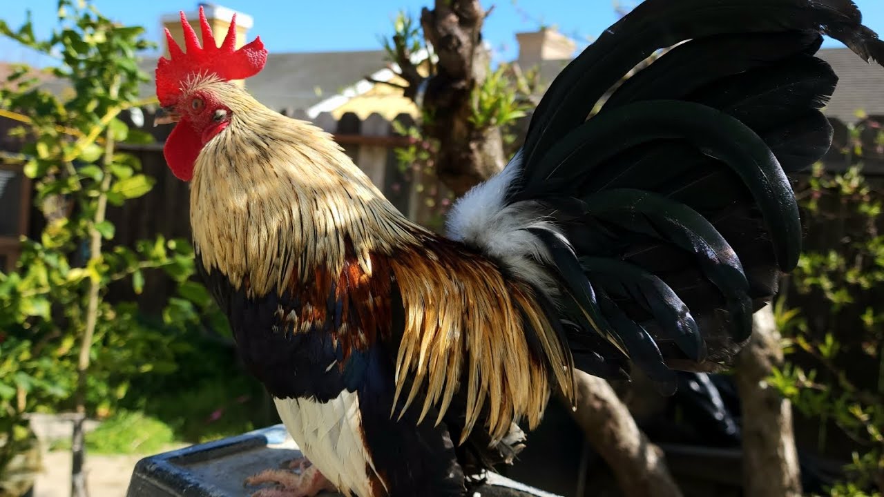 Les presento mi pequeño criadero de gallitos miniatura AZTECAS!!