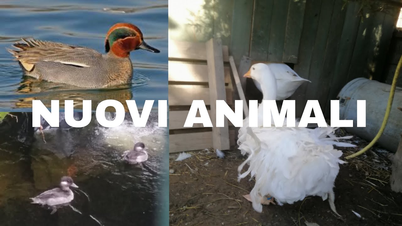5 NUOVI ANIMALI nella nuova voliera