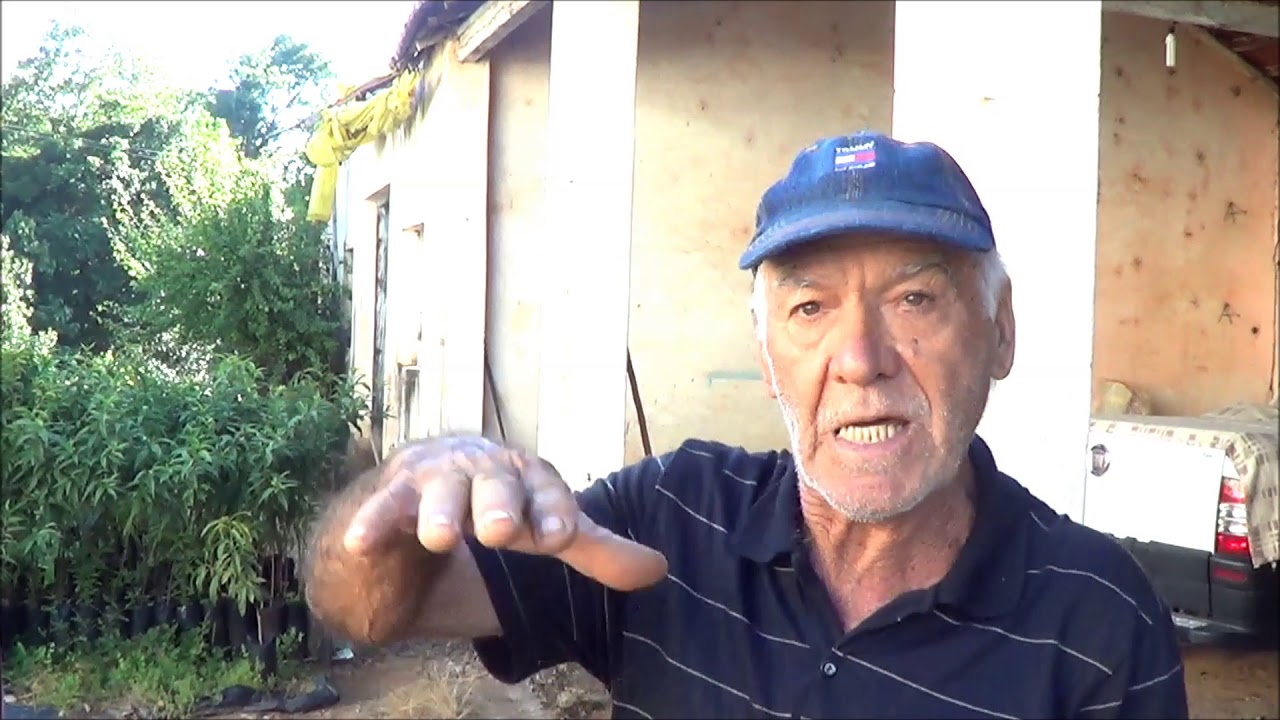 716 ) –  2° PARTE DA ENXERTIA DE PESSEGUEIRO  -  JUNDIAI – SP   141a