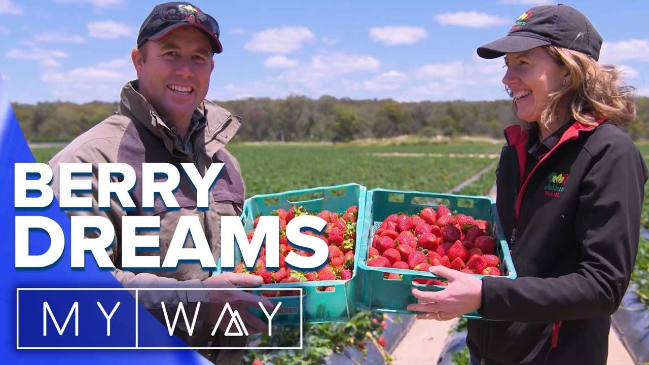 Pick your own strawberries in Queensland's Southern Downs | My Way Australia