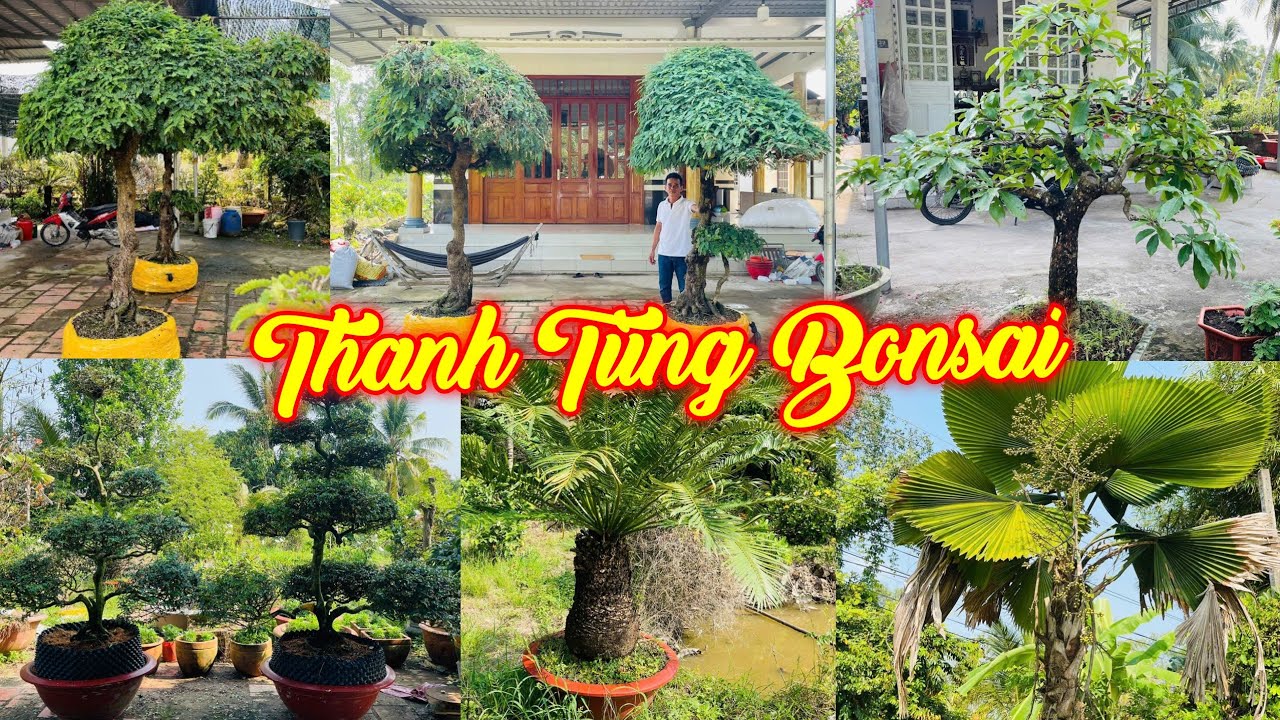 MR TÙNG | #0907255877 | GIÁ ĐẸP CÂY ĐẸP THÀNH PHẨM KIM QUÝT, HOÀNG HẬU, ME GIÀ, LỘC VỪNG, KHẾ, CỌ...