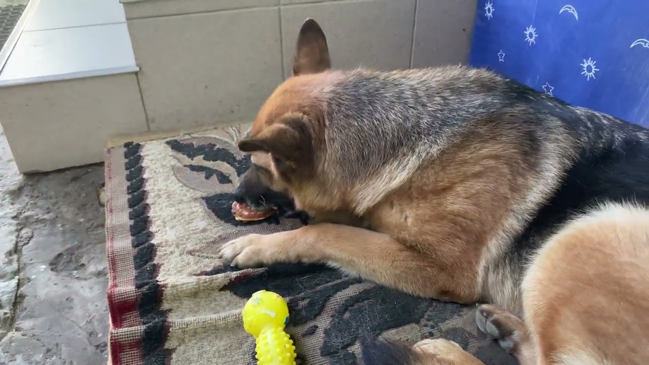 Аліса знайшла свою іграшку і отримала смачний млинець 🐾