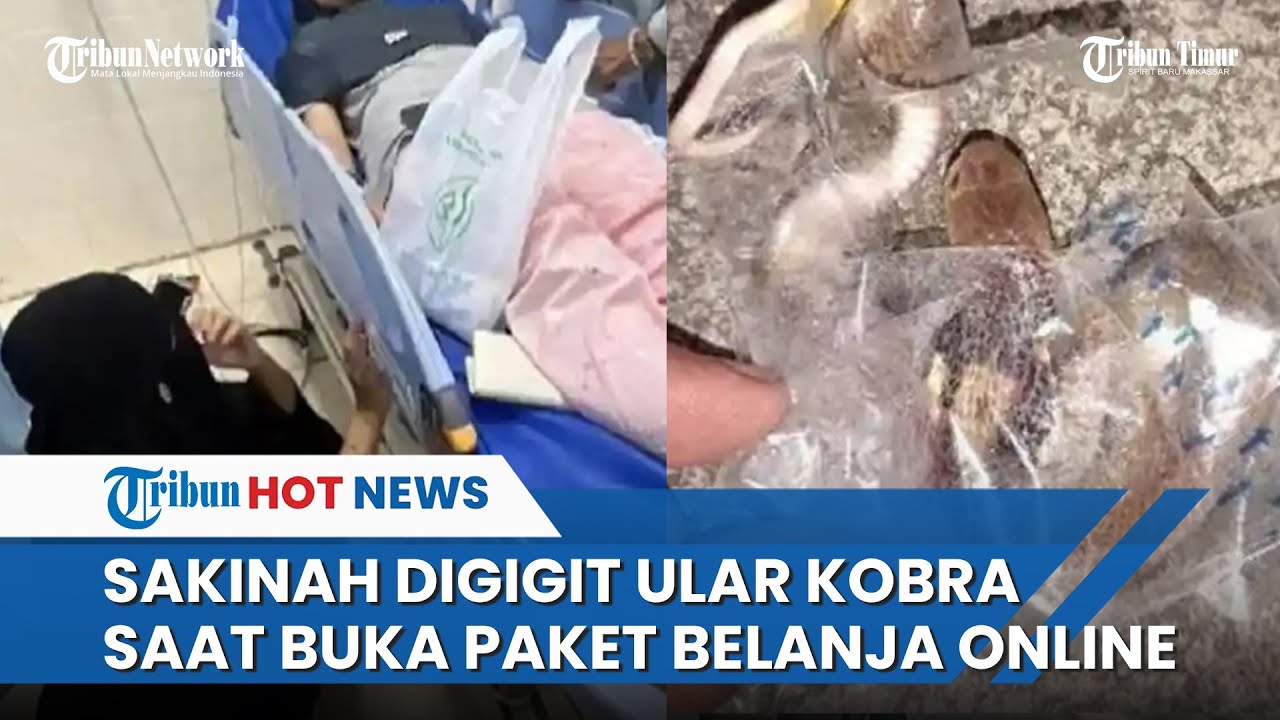 Sakinah Al Janah Digigit Ular Kobra saat Buka Paket Belanja Online
