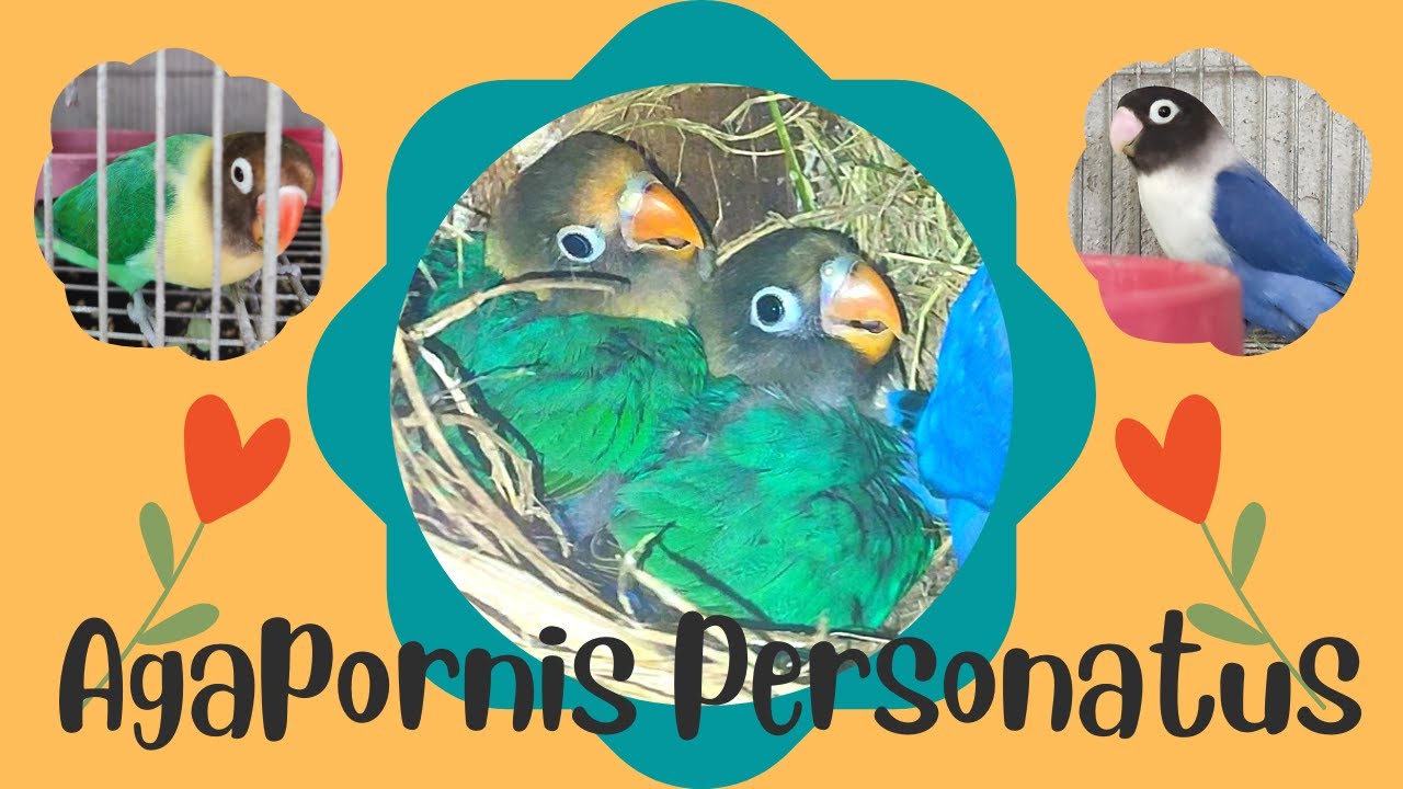 ParBlue Personata Mutation Chicks | Project Breeding 2 | #africanlovebird #birdlovers #shorts