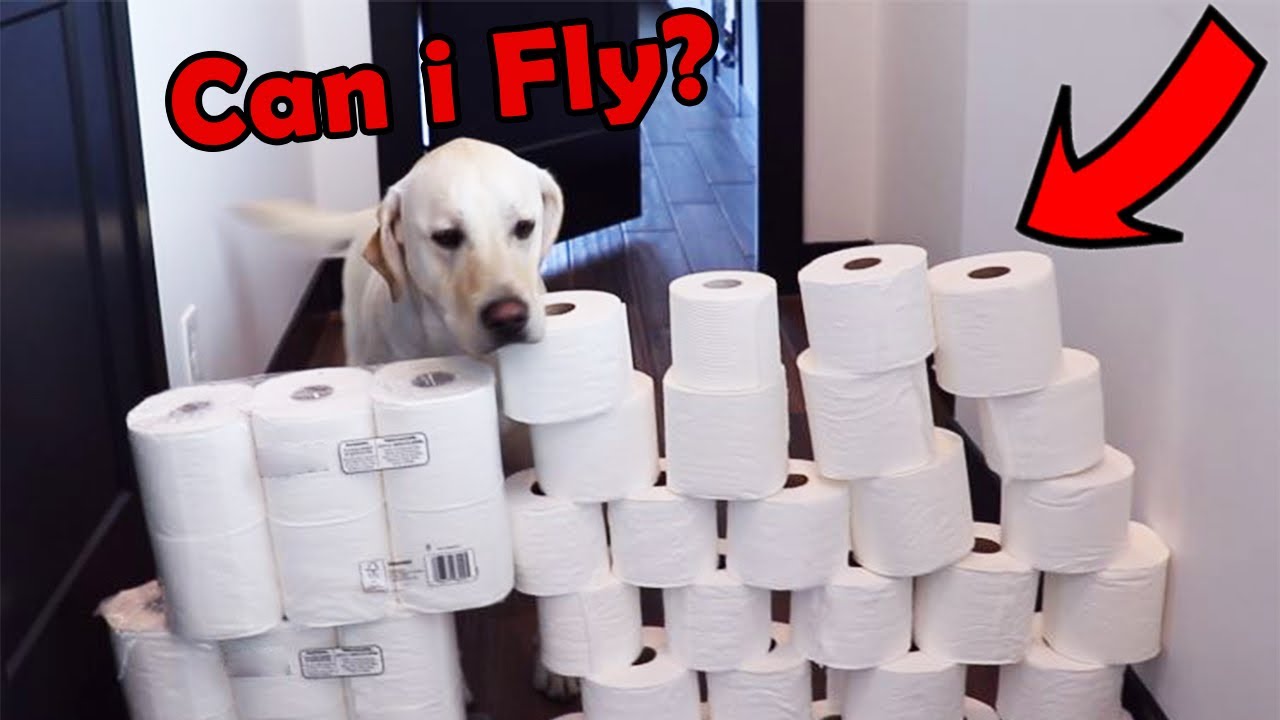 LABRADOR TRIES TOILET PAPER WALL CHALLENGE!!