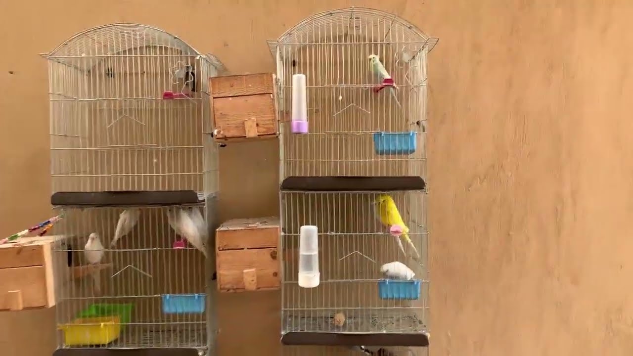دخلت مزرعة العصافير لقيت عصفور اختفي من القفص و بعد شوية حصلت مفاجأة😰