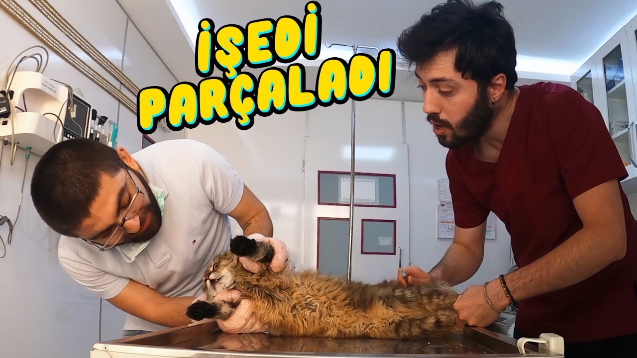 Kedi Hem işedi, Hem parçaladı 😱 Aşı Olunca Olanlar Oldu 😍