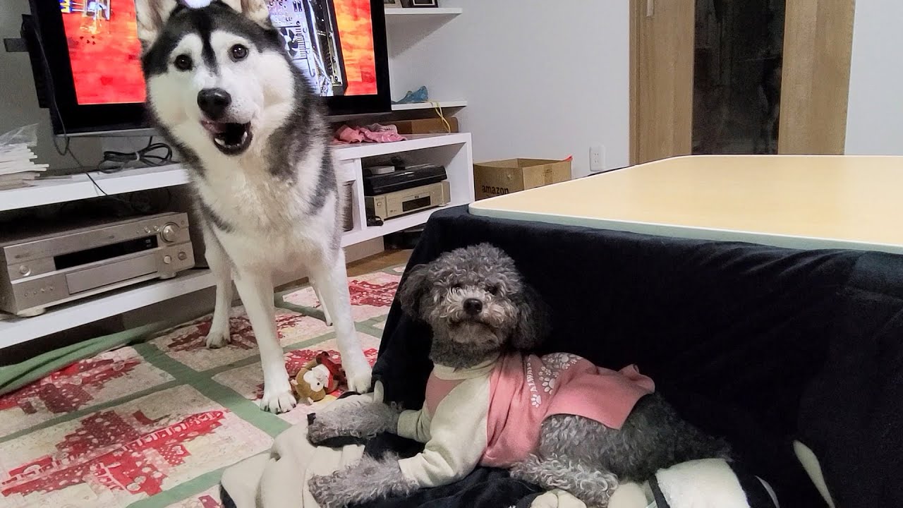 こたつをトイプードルに奪われ怒ってるハスキー犬がまるで人間の子供のようだ