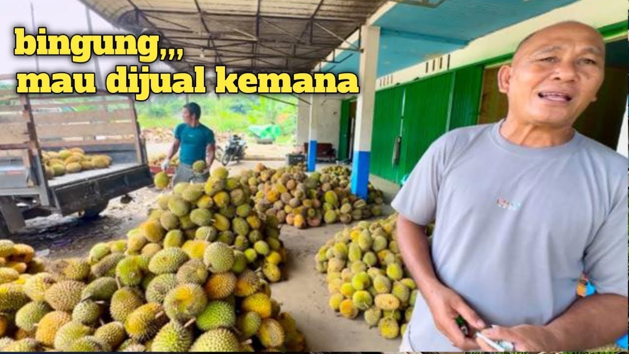 Penampakan kampung dayak dengan hasil duriannya yang menggunung