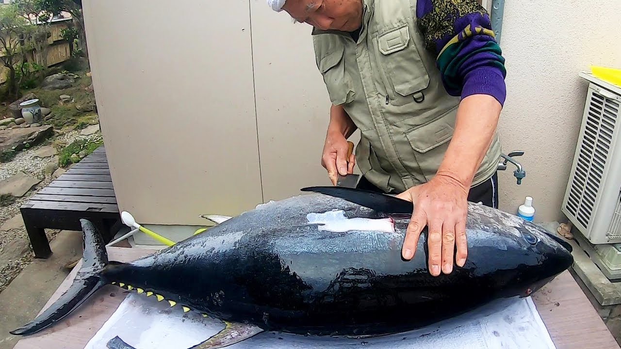【マグロ解体】人生初77歳の親父が出刃一本で丸ごと捌く